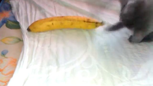 Кошка бьет банан смотреть онлайн