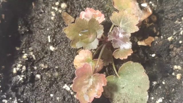 СЕЯНЦЫ ГЕЙХЕРЫ midnight rose, как выглядят в 6 месяцев смотреть онлайн