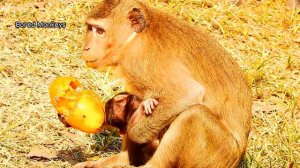 Newborn baby Duke try get milk still no power,kidnapper mom Duchess no experience nurse baby