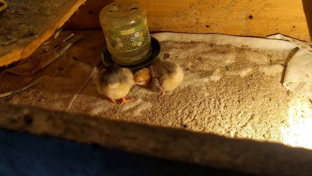 ПОКУПКИ/ЧИСТИМ У ЦЫПЛЯТ,ДОИМ КОЗ/ДЕРЕВЕНСКИЕ БУДНИ/ смотреть онлайн