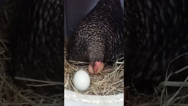 Доминант крапчатый д 959 смотреть онлайн