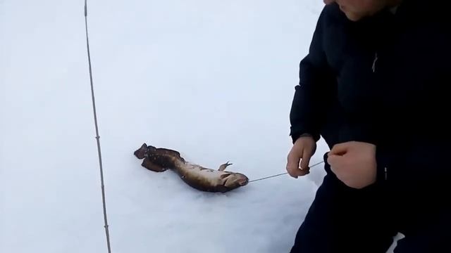 Зимняя рыбалка на самоловки и жерлицы /Жор налима. смотреть онлайн