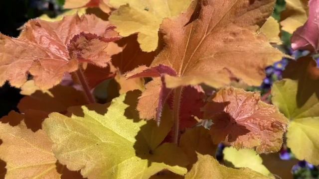 ??Caramel Foliage plants! // Caramel heuchera and Pumpkin Spice Heucherella?? смотреть онлайн
