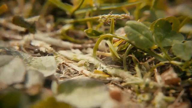 Отличная музыка для хорошего ночного сна - Музыка помогает собакам быть добрыми и спокойными смотреть онлайн