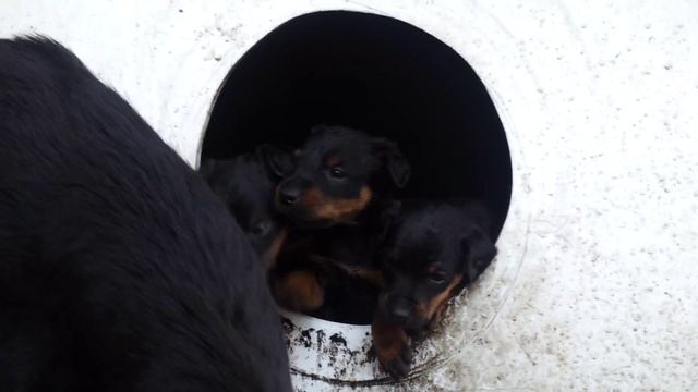Щенки ягдтерьеров 1 месяц смотреть онлайн