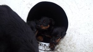 Щенки ягдтерьеров 1 месяц