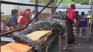 10 Самых Больших Змей в Мире
