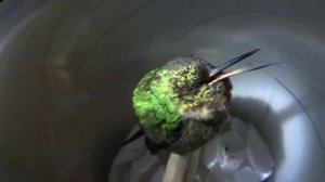 Как храпит колибри
