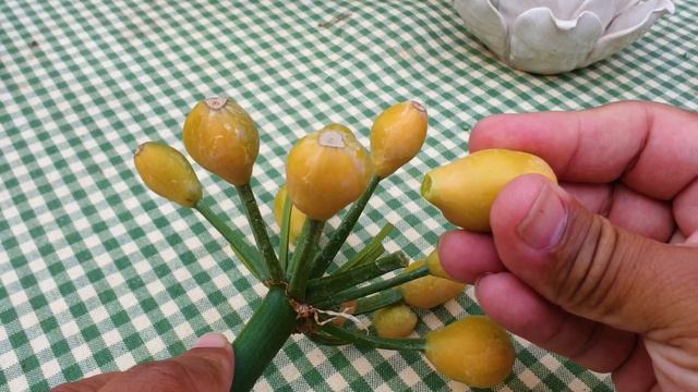 Clivia Seed (When to harvest and how to Clean) смотреть онлайн