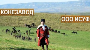 Кабардинские лошади. Рассказ о хозяйстве ООО Исуф. Кабардино-Балкария.