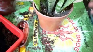 Get Free Plants In Different Ways | Proper Way of Repotting Snake Plants | Repotting & Dividing Pub