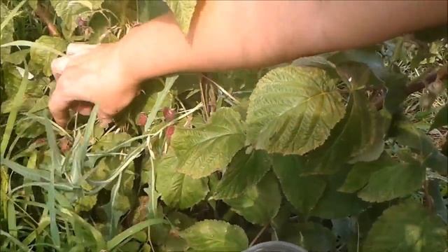 Как  бороться  с вредителями  малины.  Жук бронзовка