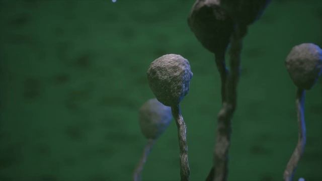 Black Mushroom / Чёрный Гриб ? смотреть онлайн