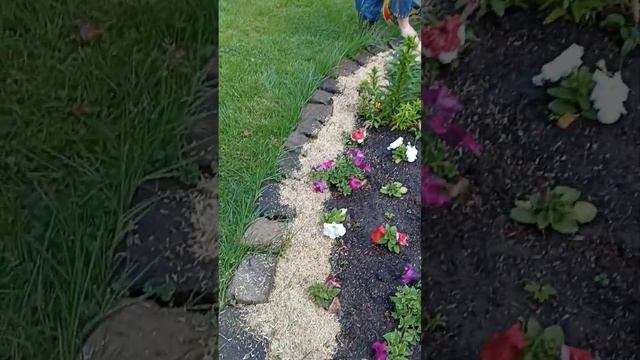 ЗАЩИТА ЦВЕТОВ и других Растений от Слизней и Улиток!??Проверено: ПОМОГАЕТ! ? смотреть онлайн