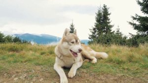 Как помочь собаке при отравлении?