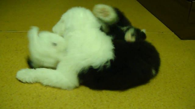 #бобтейл щенки смотреть онлайн