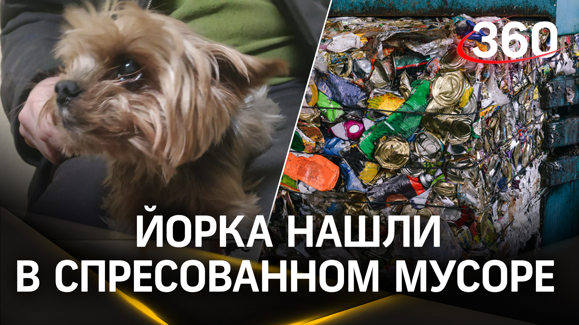 Йоркширского терьера нашли в спрессованном мусоре - перед отправкой отходов в измельчитель