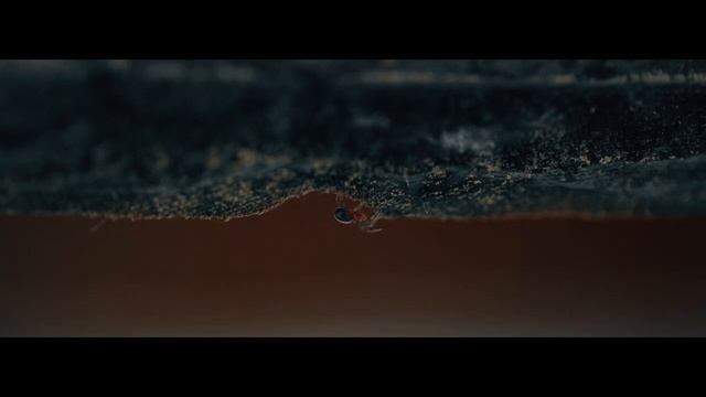 Тест macro lens samyang 100mm f2.8 (sony a 6400) - 4K смотреть онлайн