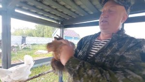 КУРЫ, НЕСУЩИЕ РОЗОВОЕ И ГОЛУБОЕ ЯЙЦО!