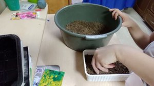 Астра альпийская многолетняя. Посадка семенами 5.03.23г. всходы 9.03.23г.
