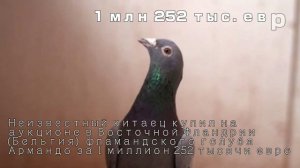 САМЫЕ ДОРОГИЕ ГОЛУБИ В МИРЕ