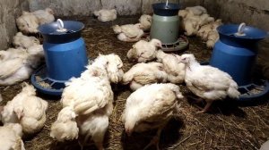 СЕКРЕТ ВЫРАЩИВАНИЯ БРОЙЛЕРОВ С ПЕРВЫХ ДНЕЙ ЖИЗНИ ПРОПОЙКА И АНТИБИОТИКИ ЛУЧШИЙ СПОСОБ ДЛЯ НАЧИНАЮЩИ