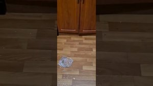 Доберман напакостил🙃