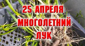 25 апреля. Нашла многолетний лук и посадила его.mp4