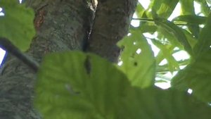 Деревья скрипят