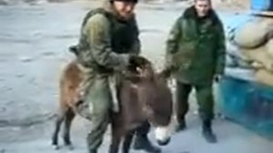 Ишак наказал   )))))))))))