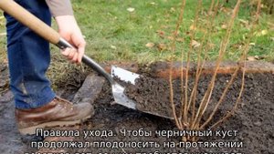 Черника садовая