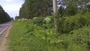Борщевик Сосновского - вырубка до цветения