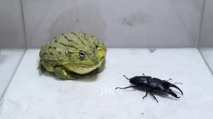 Bull Frog eating Black Titan Bug