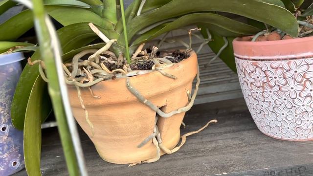 TIPS ANGGREK BULAN BERBUNGA SEREMPAK, RAME, DAN RIMBUN смотреть онлайн