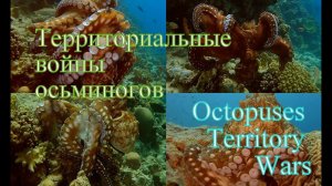 Территориальные войны осьминогов