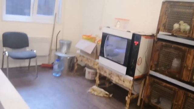 В ПАРКЕ ДИНОЗАВРОВ / ЯВИЛИСЬ ТОЛЬКО ВЕЧЕРОМ смотреть онлайн