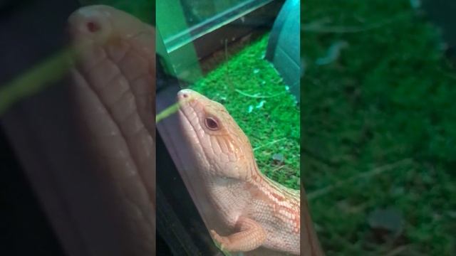 Up Close With Albino Blue-Tongue Lizard