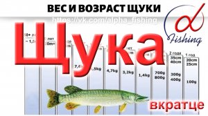 Щука. Вкратце / Основные принципы ловли щуки на спиннинг. Когда, как и на что ловить щуку?