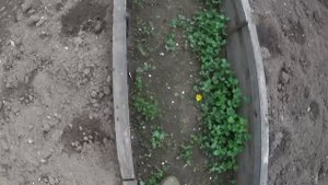 ФАСОЛЬ КРАСНАЯ ШАПОЧКА спасает картофель от жука.