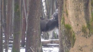 Работа лаек по Лосю