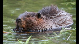 Бобр в болоте