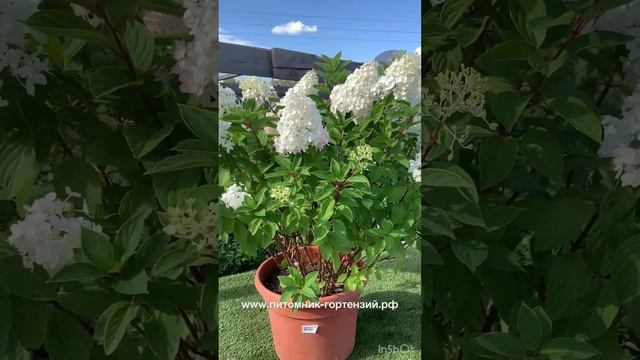 Strawberry Blossom® в переводе «Клубничный Цветок.  Мега шик для вашего сада!!! Строуббери Блоссом