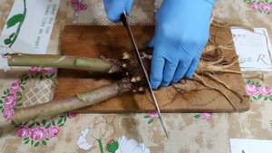 Лечебное растение лаконос.  Готовим настойку.