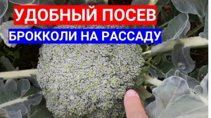 ПОСЕВ БРОККОЛИ НА РАССАДУ В КАССЕТЫ - МОЖНО ВЕСЬ АПРЕЛЬ! КОГДА СЕЯТЬ КАПУСТУ БРОККОЛИ НА РАССАДУ