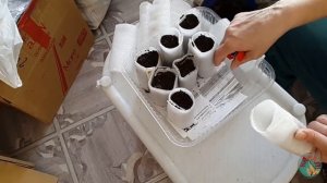 ??? Всходы рассады. Рассада как надо ! Рассада в Сибири.???