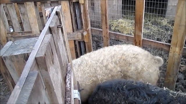 ОГРОМНЫЙ КАБАН МАНГАЛИЦЫ уходит из стада! // Вовкин Двор! смотреть онлайн