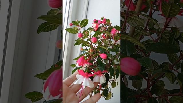 фуксия на штамбе зацвела!