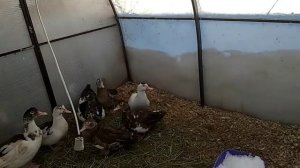 Мускусные утки в мороз -24 в теплице