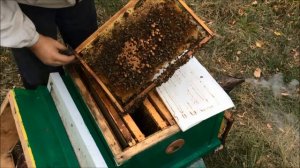 Снял/поймал рой без матки. Пропала матка. Оттянули маточники. успеет ли облететься матка?