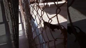 Small Dog Meeting   Dogs Mating Season   Animals Mating